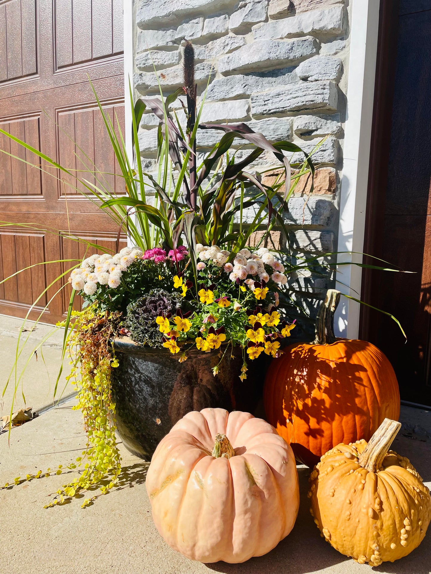 Autumn Beauty