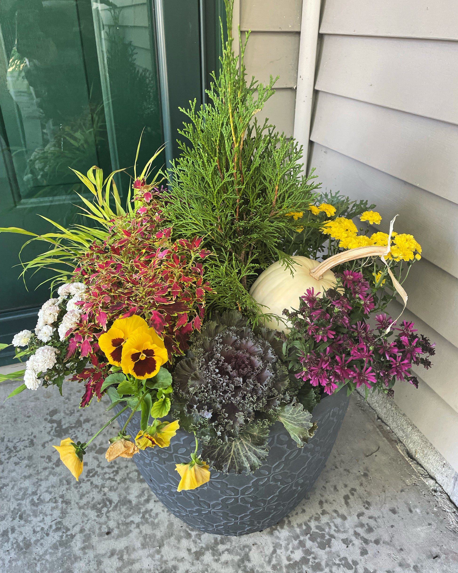 potted pumpkin plants Grande Hello Pumpkin – Potted Creations